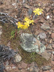 Bulbine mesembryanthemoides