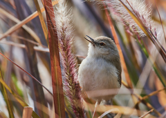 Prinia hodgsonii