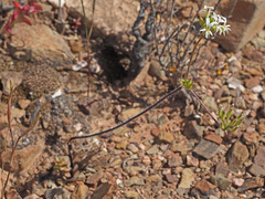Pelargonium violiflorum