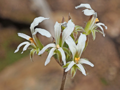 Pelargonium violiflorum