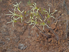 Pelargonium undulatum