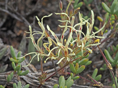 Pelargonium undulatum