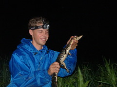 Melanosuchus niger