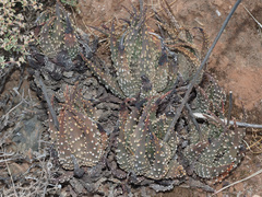 Tulista pumila