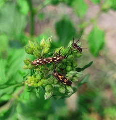 Eretmocera impactella