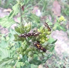 Eretmocera impactella