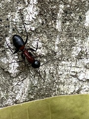 Camponotus obscuripes