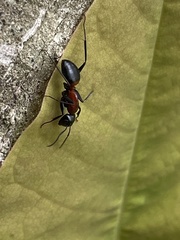 Camponotus obscuripes