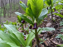 Scopolia caucasica
