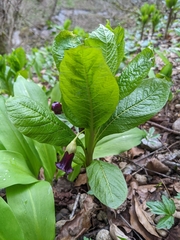 Scopolia caucasica