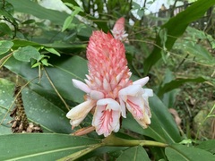 Alpinia sessiliflora