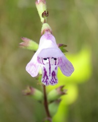 Physostegia godfreyi