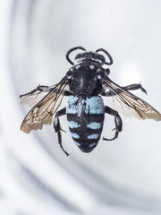 Thyreus novaehollandiae