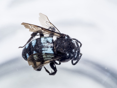 Thyreus novaehollandiae