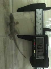 Hemidactylus platyurus