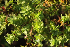 Cliffortia reniformis