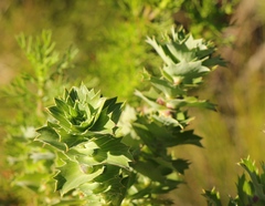 Cliffortia reniformis