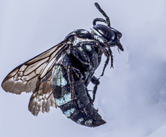 Thyreus novaehollandiae