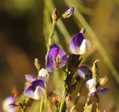 Psoralea usitata