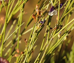 Psoralea usitata
