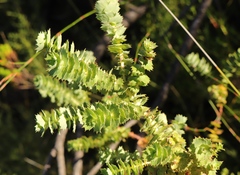 Cliffortia reniformis