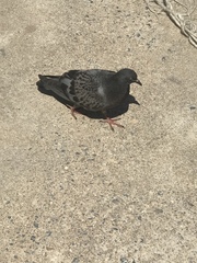 Columba livia domestica