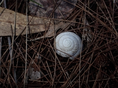 Pommerhelix mastersi