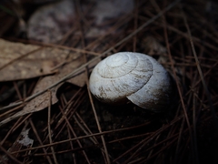 Pommerhelix mastersi