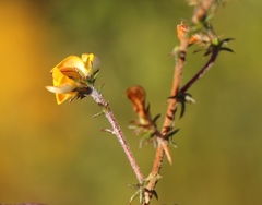 Aspalathus cordicarpa