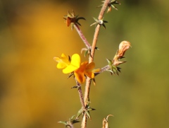 Aspalathus cordicarpa