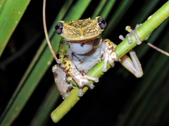 Triprion spatulatus