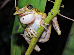 Triprion spatulatus