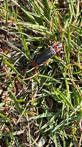 Rustic Sailor Beetle, Clinge, photo 4 of 10
