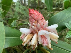 Alpinia sessiliflora