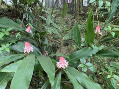 Alpinia sessiliflora