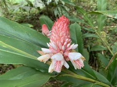 Alpinia sessiliflora
