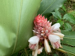 Alpinia sessiliflora