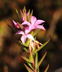 Acmadenia trigona