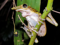 Triprion spatulatus