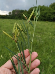 Lathyrus pannonicus