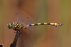 Ictinogomphus dobsoni
