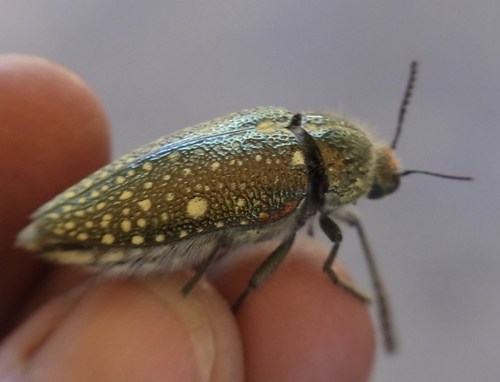 Jhod Insect Julodis egho egho (Buprestidae (Jewel Beetles) of Southern Africa ...