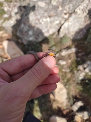 Algyroides fitzingeri