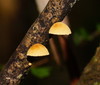 Crepidotus eucalyptorum - Photo (c) Reiner Richter, some rights reserved (CC BY-NC-SA), uploaded by Reiner Richter