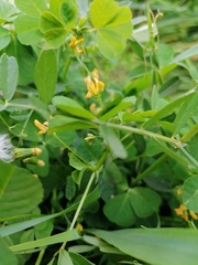 Medicago arabica