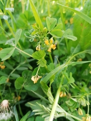 Medicago arabica