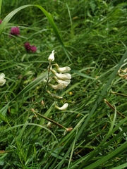 Lathyrus pannonicus