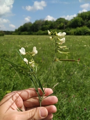 Lathyrus pannonicus