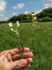 Lathyrus pannonicus