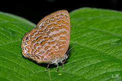 Poritia sumatrae